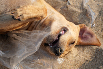 Dog playing in beach sand. Cute young dog playing in the beach sand during the summer season in Tamilnadu, India.