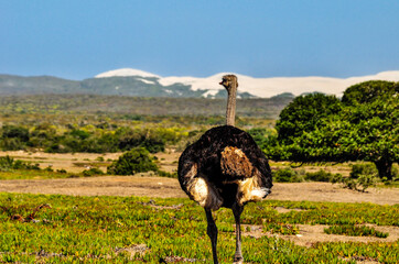 ostrich in the savannah