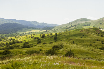 Fototapeta na wymiar mountains in the haze in summer with a field of daisies