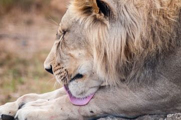 lion cleaning 