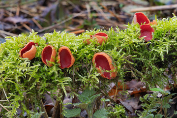 Scharlachroter Kelchbecherlinge, ein Blickfang von der Schneeschmelze bis in den Mai hinein. Der essbare Pilz, auch Prachtbecherling genannt, steht auf der Liste bedrohter, geschützter Pflanzen.