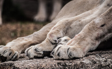 lion paws 