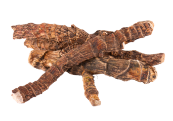 Calamus root isolated on white background. Sweet flag, sway or muskrat root, vasambu. Dry root of Acorus calamus.