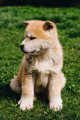 AKITA INU