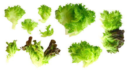 Set of Salad leaf. Lettuce isolated on white background .