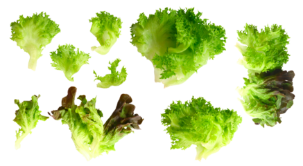 Set of Salad leaf. Lettuce isolated on white background .