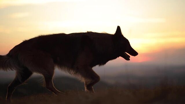 beautiful belgian shepherd tervueren dog walking across the frame on a mountain top with the sunset in the background in the summer