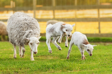 Obraz na płótnie Canvas Mother sheep with little babies. Farm animals.