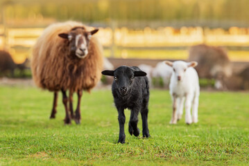 Mother sheep with little babies. Farm animals. - 590492820