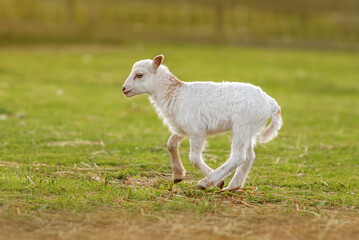 Little funny baby sheep running. Farm animals.