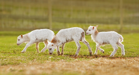 Obraz na płótnie Canvas Little baby sheeps in summer. Farm animals.