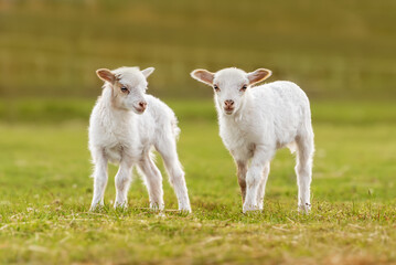 Naklejka na ściany i meble Little baby sheeps in summer. Farm animals.