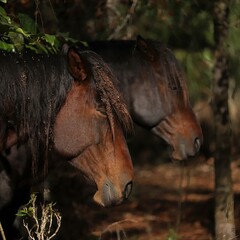 Wild Cracker Horses at Panes Prairie Bolen Bluff