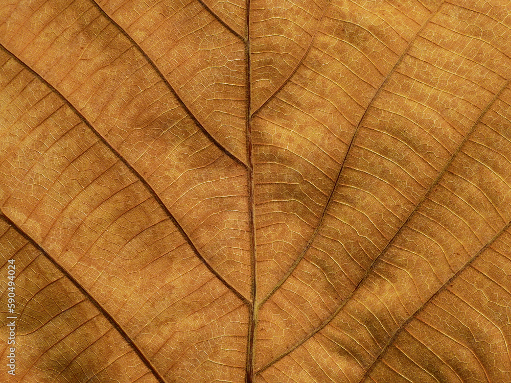 Poster dry brown leaf texture ( teak leaf )