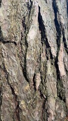 the natural texture of tree bark, bark background, background