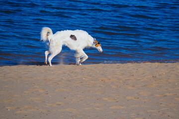 white greyhound dog on the sand near the water 