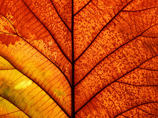 macro shot autumn leaf texture ( teak leaf )