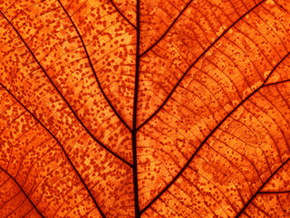 close up autumn leaf texture ( teak leaf )