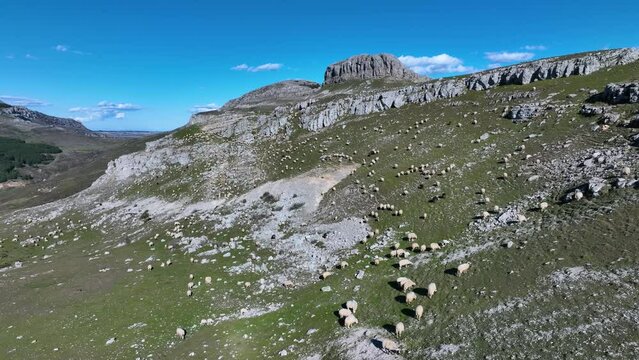 Flock of sheep in the hanging syncline of Pe&ntilde;a Amaya in the town of Amaya. World geological heritage by UNESCO. Las Loras Geopark. Burgos. Castile and Leon. Spain, Europe