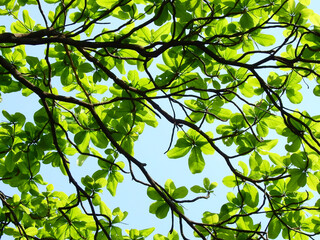 spring green leaf on the branch of indian almond tree ( Terminalia catappa )