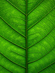 close up green leaf texture of Golden gardenia tree ( Gardenia sootepensis Hutch ) - 590494690