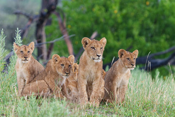 Obraz na płótnie Canvas Lion (Panthera leo) cubs waiting togheter. These lion cubs sit on a termite hill in the late afternoon and wait there for there family to come back after hunting in the Okavango Delta in Botswana