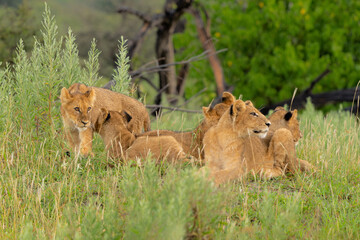 Lion (Panthera leo) cubs waiting togheter. These lion cubs sit on a termite hill in the late afternoon and wait there for there family to come back after hunting in the Okavango Delta in Botswana