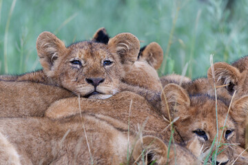 Lion (Panthera leo) cubs waiting togheter. These lion cubs sit on a termite hill in the late...