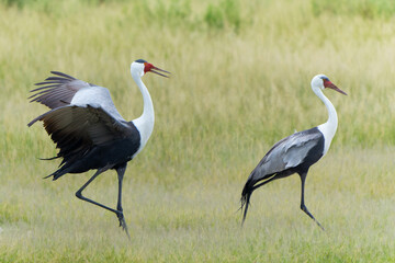 Wattled Crane courtship dance. These wattled crane (Grus carunculata), a threatened monogamous species of crane, where where making a courtship dance in the Okavango Delta in Botswana