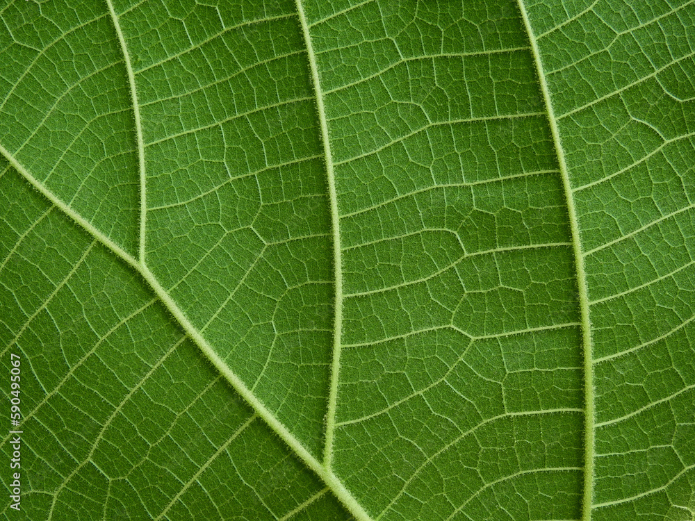 Wall mural close up green leaf texture ( teak leaf )