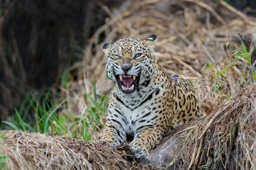 Jaguar (Panthera onca) hanging around in the Northern Pantanal in Mata Grosso in Brazil
