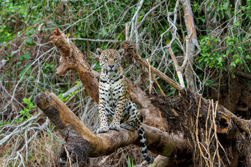 Jaguar (Panthera onca) hanging around in the Northern Pantanal in Mata Grosso in Brazil