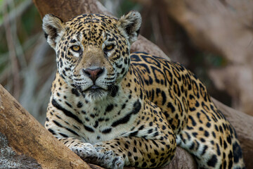 Jaguar (Panthera onca) hanging around in the Northern Pantanal in Mata Grosso in Brazil