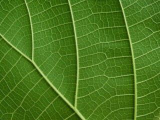 close up green leaf texture ( teak leaf )
