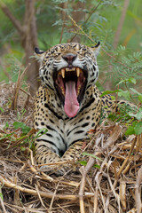 Jaguar (Panthera onca) hanging around in the Northern Pantanal in Mata Grosso in Brazil - obrazy, fototapety, plakaty