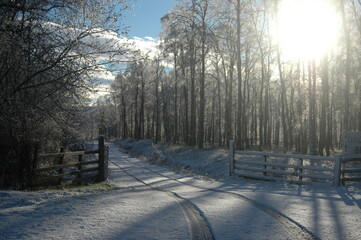 Snowy Birch woods and road, Scotland