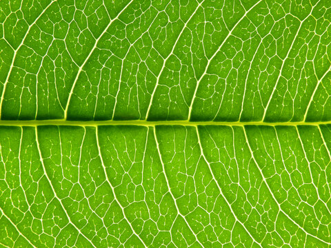 close up green leaf texture of Pong pong tree ( Cerbera odollam Gaertn )