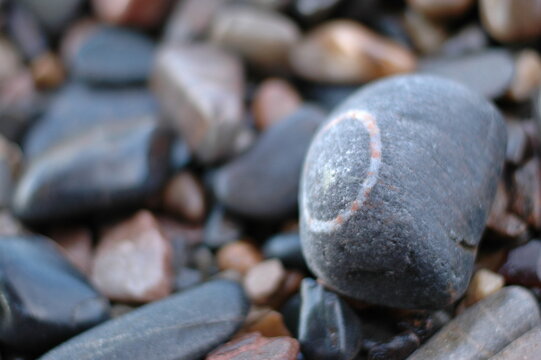 Beach grey pebble with white ring on it