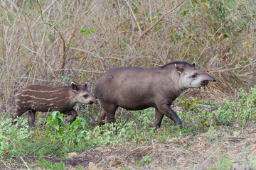 Mother Tapir and her cute striped calf. These South American tapirs (Tapirus terrestris), also...