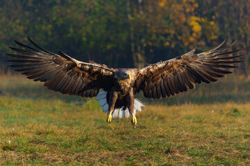 Eagle flying. White tailed eagles (Haliaeetus albicilla) flying at a field in the forest of Poland searching for food on a foggy autumn morning.