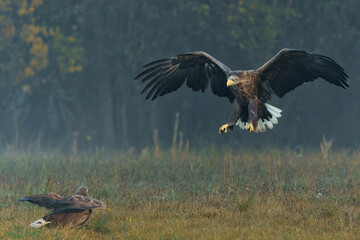 Eagle flying. White tailed eagles (Haliaeetus albicilla) flying at a field in the forest of Poland searching for food on a foggy autumn morning.