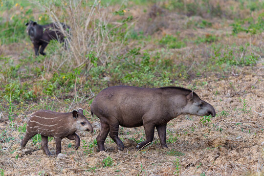 Mother Tapir and her cute striped calf. These South American tapirs (Tapirus terrestris), also commonly called the Brazilian tapir, where searching for fruit in the North Pantanal in Brazil.