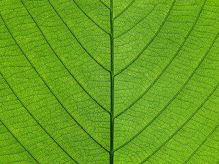 green leaf texture for any background