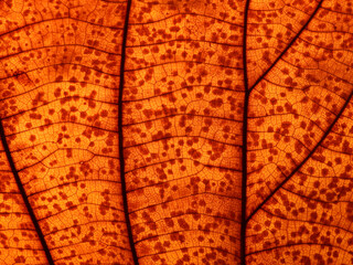 close up autumn leaf texture ( teak leaf )