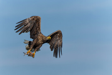 White Tailed Eagle (Haliaeetus albicilla), also known as Eurasian sea eagle and white-tailed sea-eagle. The eagle is flying to catch a fish in the delta of the river Oder in Poland, Europe.
