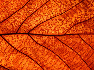 Naklejka na ściany i meble macro shot autumn leaf texture ( teak leaf )