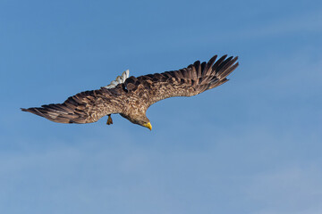 White Tailed Eagle (Haliaeetus albicilla), also known as Eurasian sea eagle and white-tailed sea-eagle. The eagle is flying to catch a fish in the delta of the river Oder in Poland, Europe.