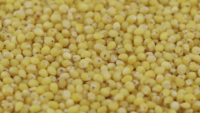 Yellow millet groats close-up.