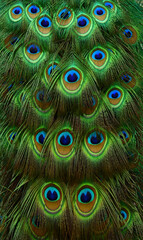 close up Peacock feathers of tail texture