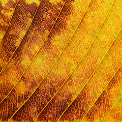 close up autumn leaf of Elephant apple (Dillenia indica), texture background